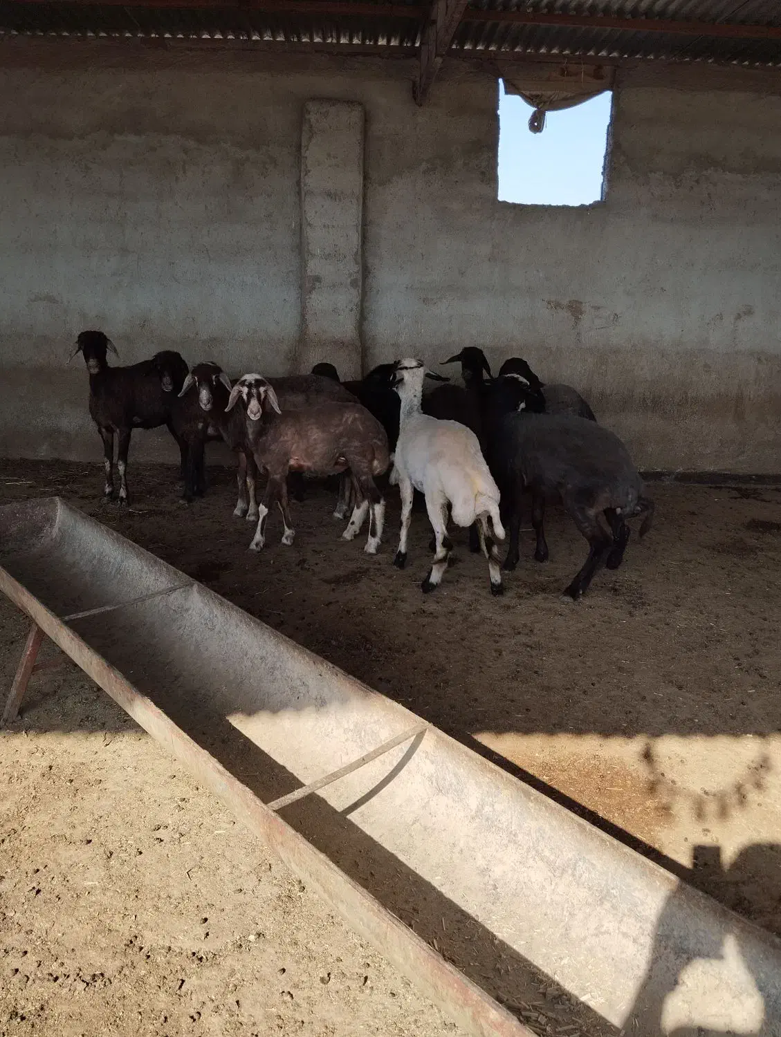 11عددبره.|حیوانات مزرعه|سیمین شهر, |دیوار