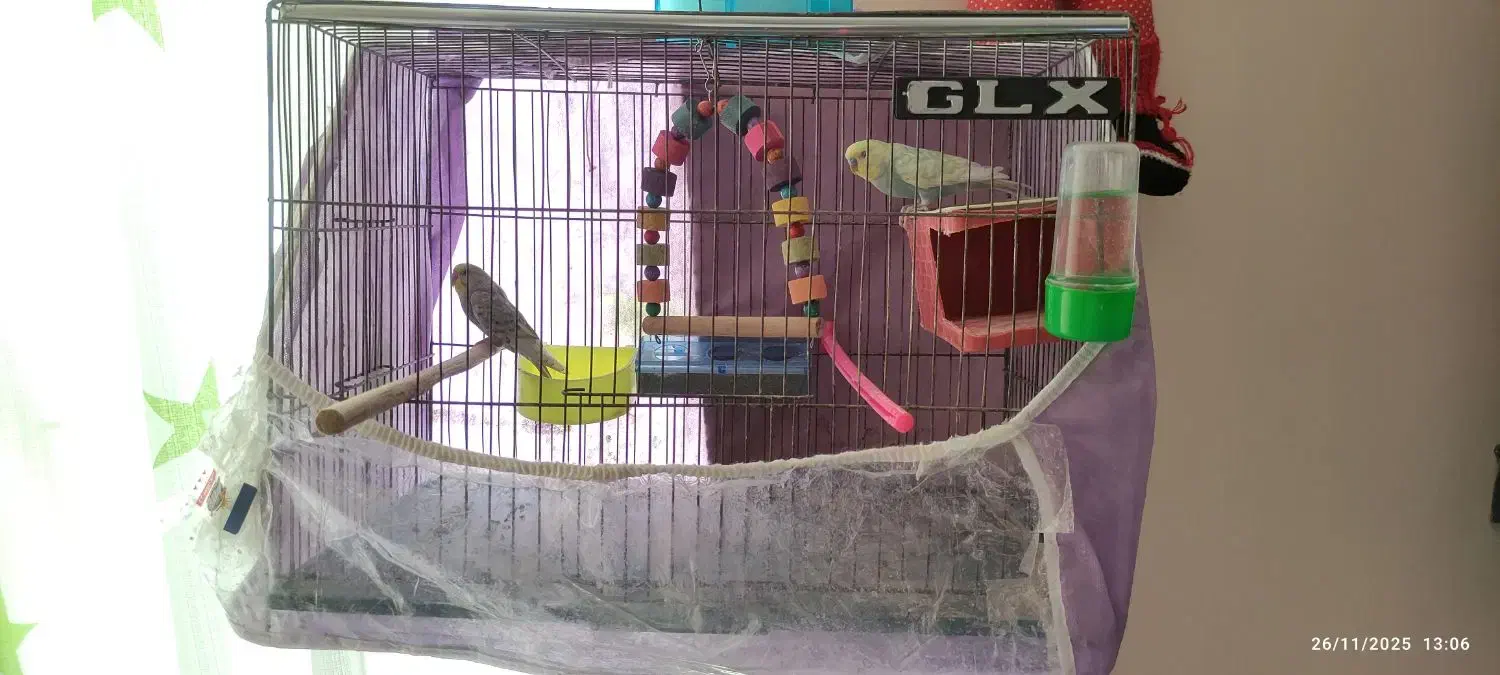 یک جفت مرغ عشق با قفس و تمام وسایل|پرنده|گلبهار, شهر جدید گلبهار|دیوار