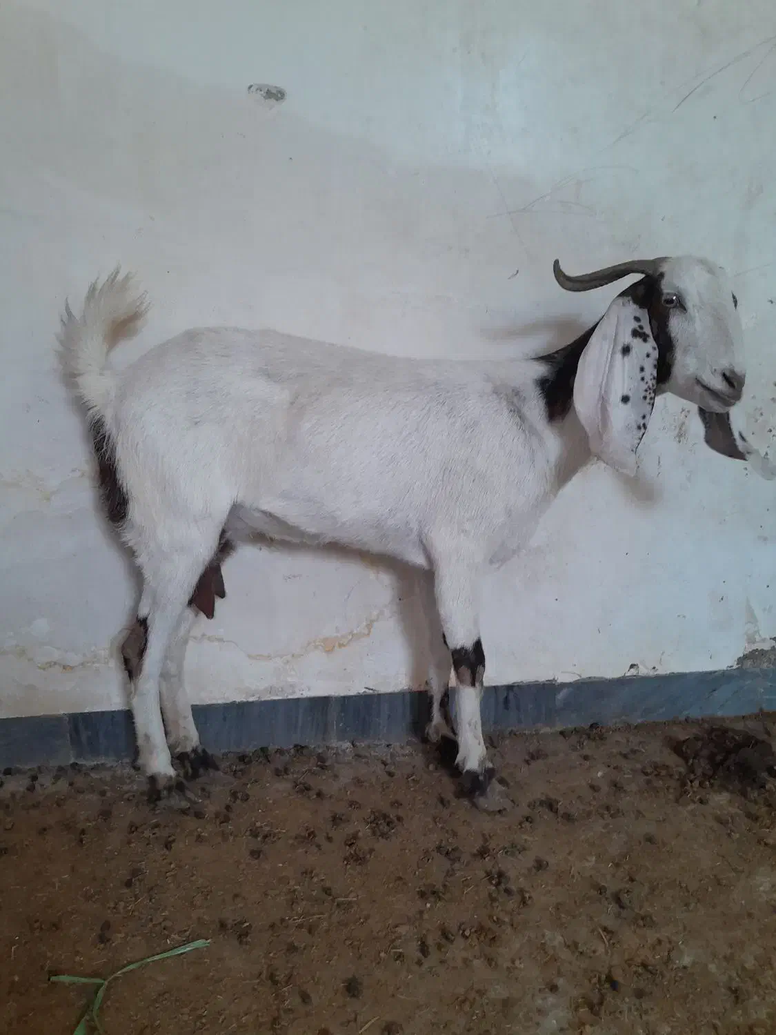 فروش بز در امیدیه|حیوانات مزرعه|بندر ماهشهر, |دیوار