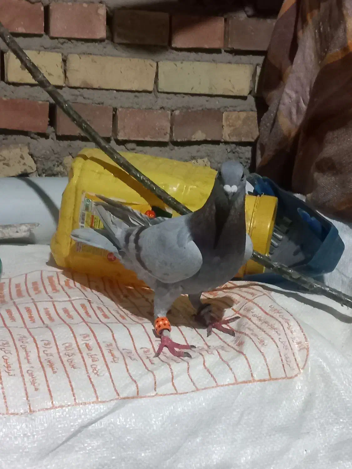 کبوتر فیلی|پرنده|مینودشت, |دیوار