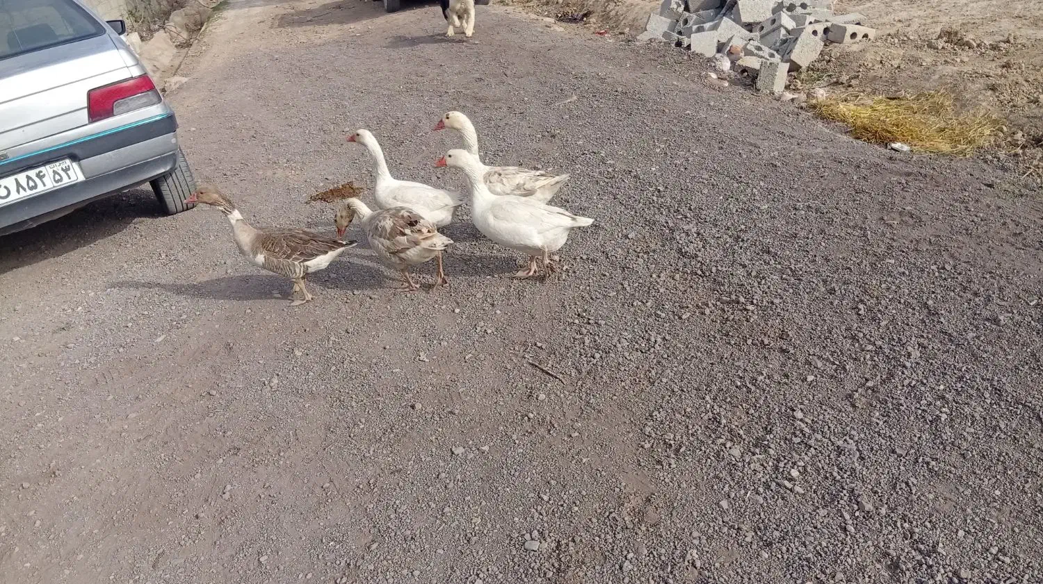 غاز|حیوانات مزرعه|نجف‌آباد, جوزدان|دیوار