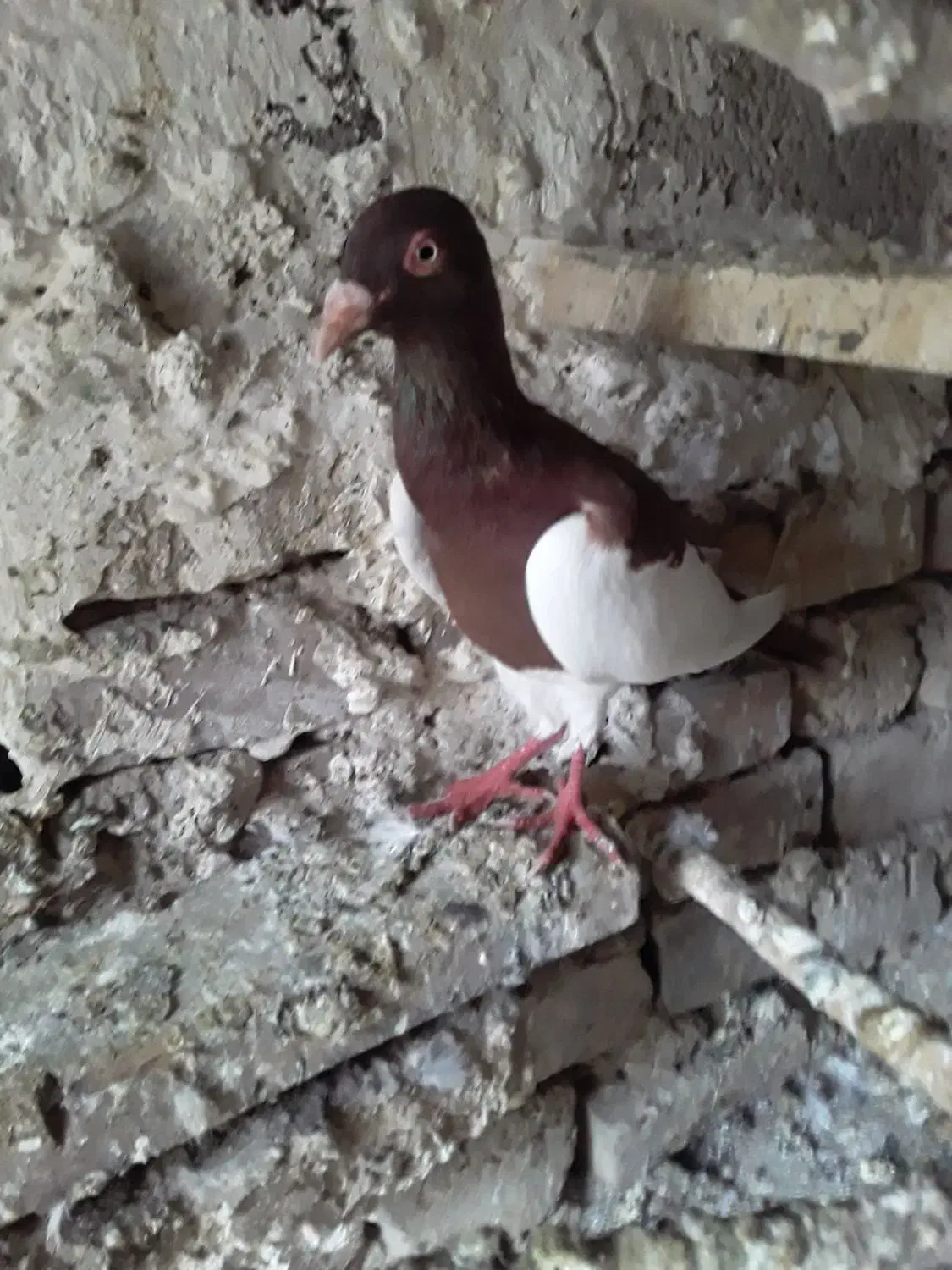 کفتریهودی نرسرخ وسار|پرنده|صادق آباد, |دیوار