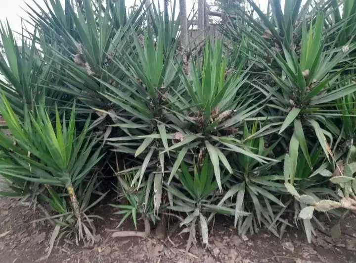 گل یوگا ۳ ساله|گل و گیاه طبیعی|رودسر, |دیوار