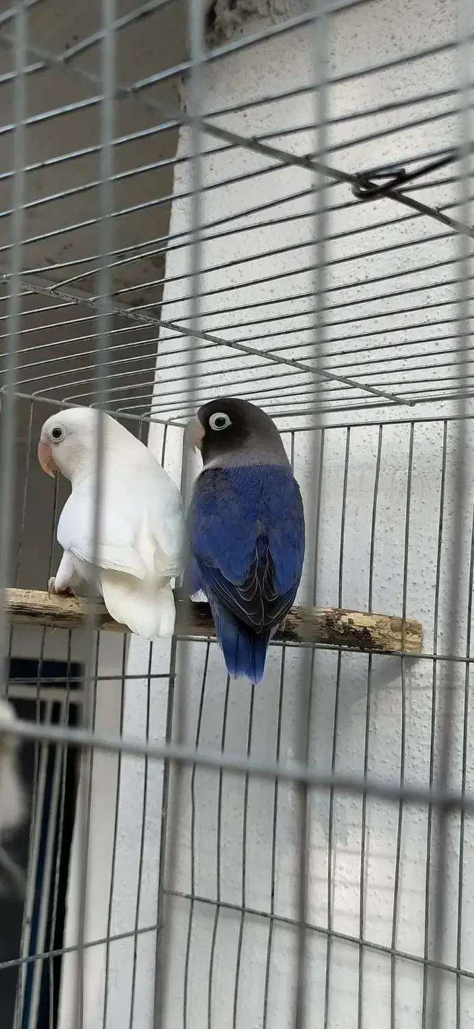 طوطی برزیلی جفت|پرنده|رامسر, |دیوار