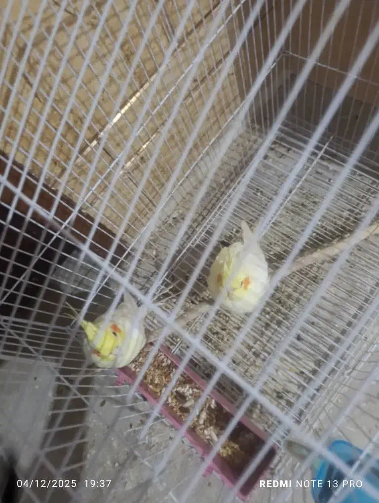 جفت لوتینو مولد|پرنده|شادگان, |دیوار