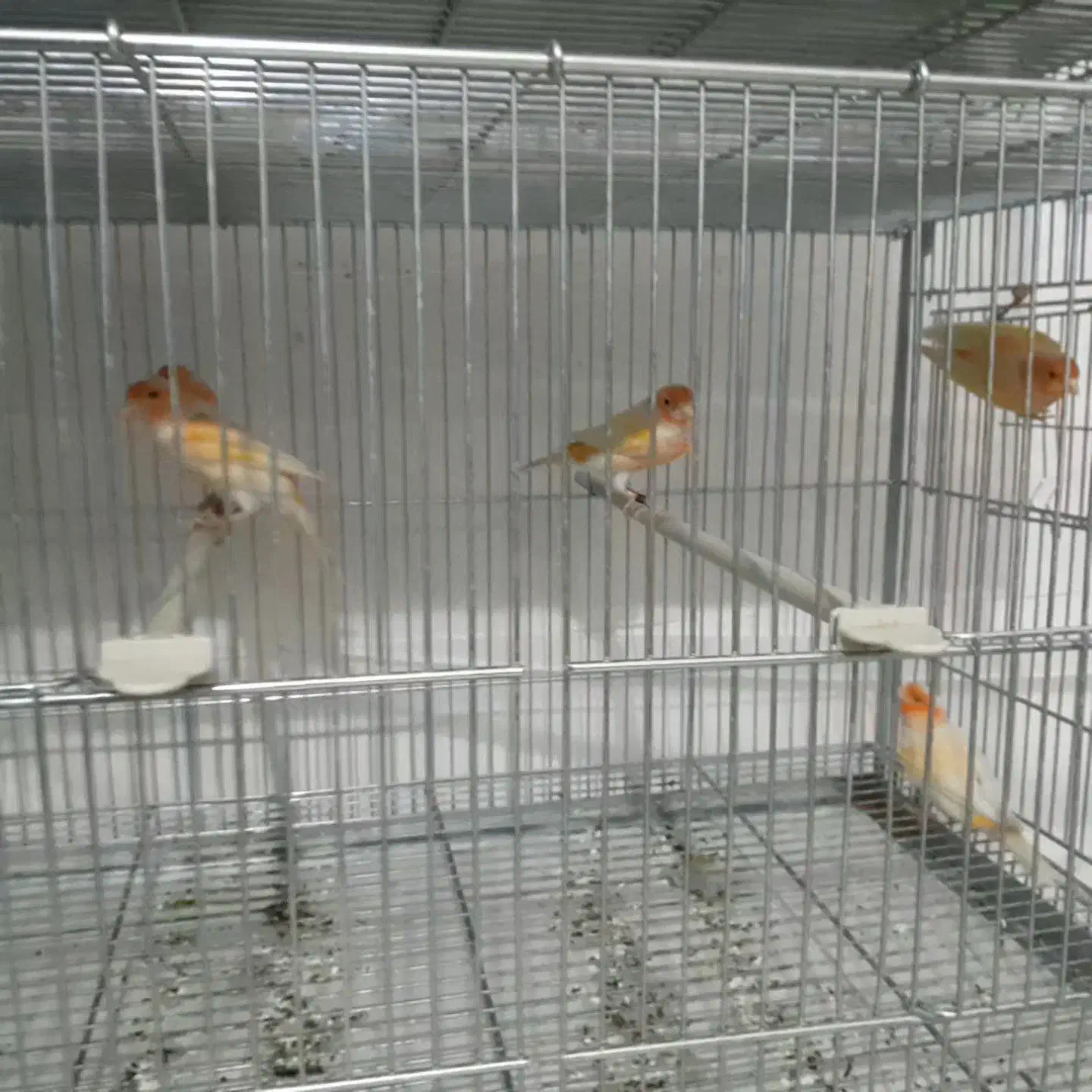 قناری نروماده موزاییکی|پرنده|اصفهان, فیزادان|دیوار