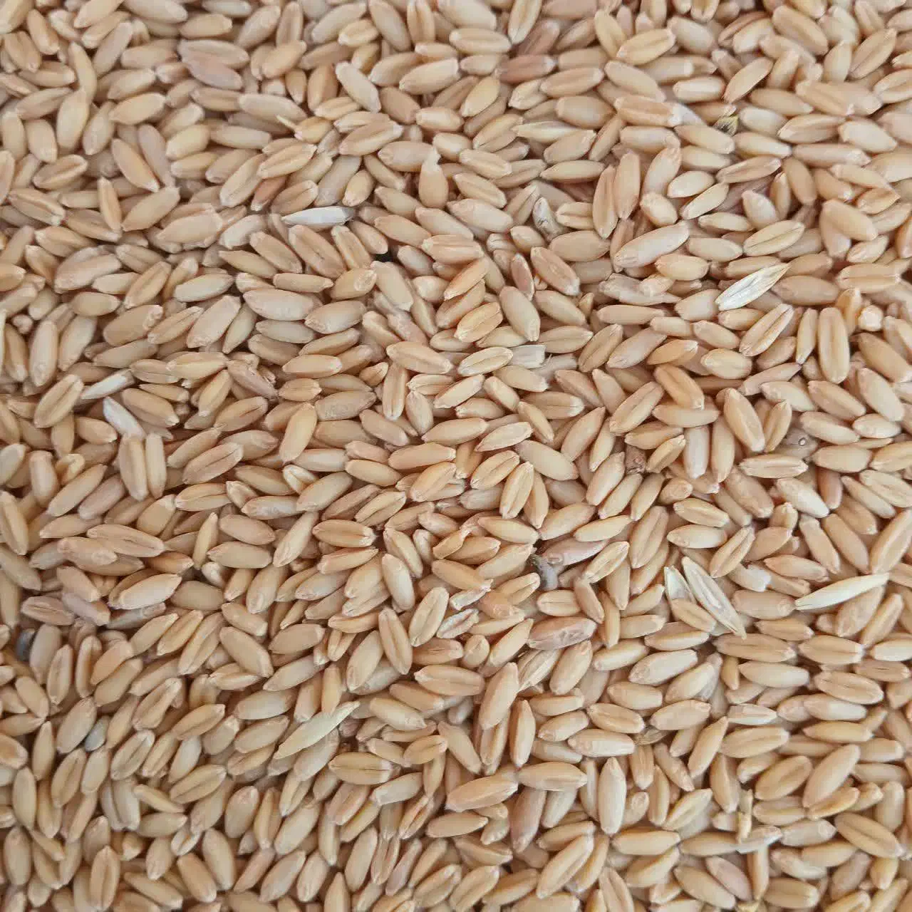 گندم|خدمات باغبانی و درختکاری|زنجانرود, |دیوار