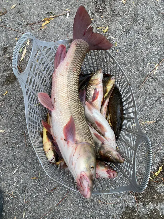 ماهی درجه یک تازه بدون شکم ارسال رایگان|ماهی|دورود, |دیوار