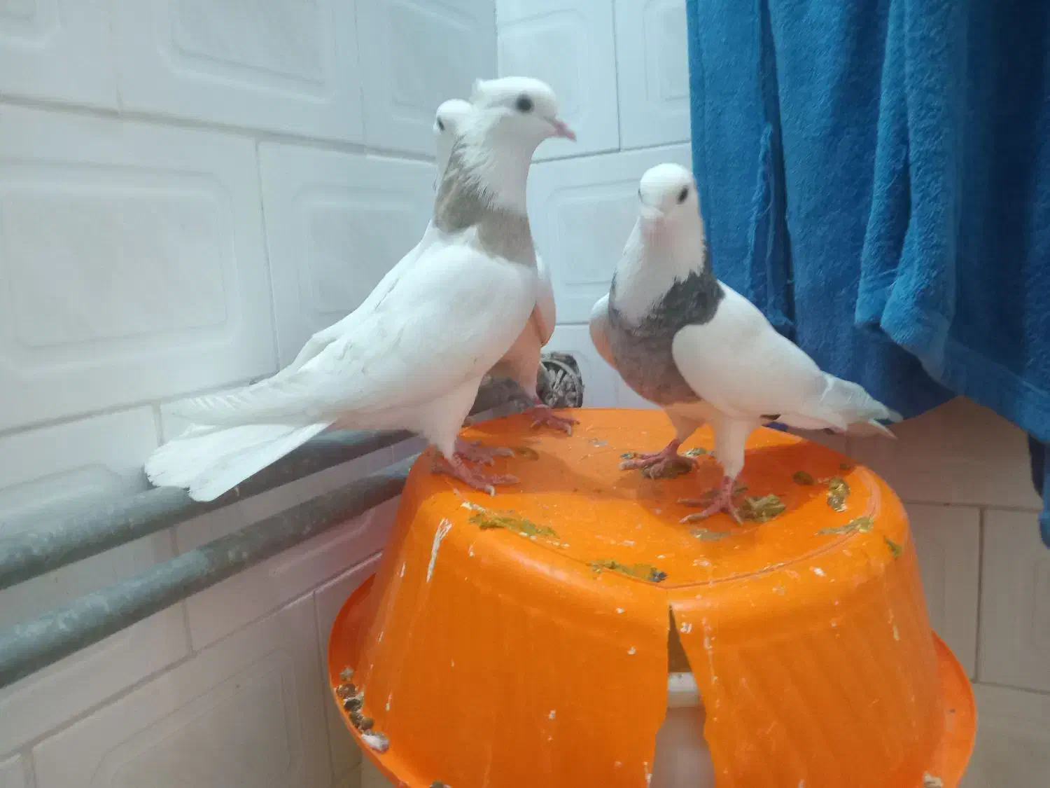 سه تاطوق بالدار|پرنده|کرمانشاه, |دیوار