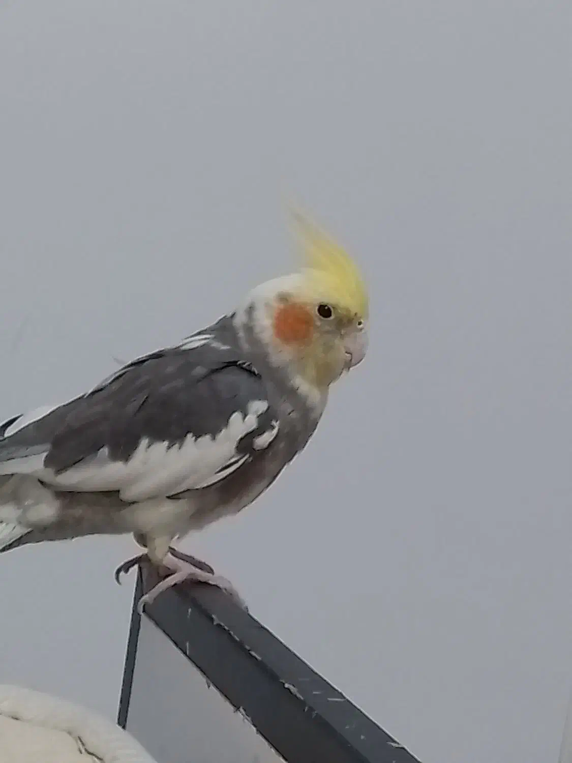 عروس هلندی اهلی نر|پرنده|پیرانشهر, |دیوار