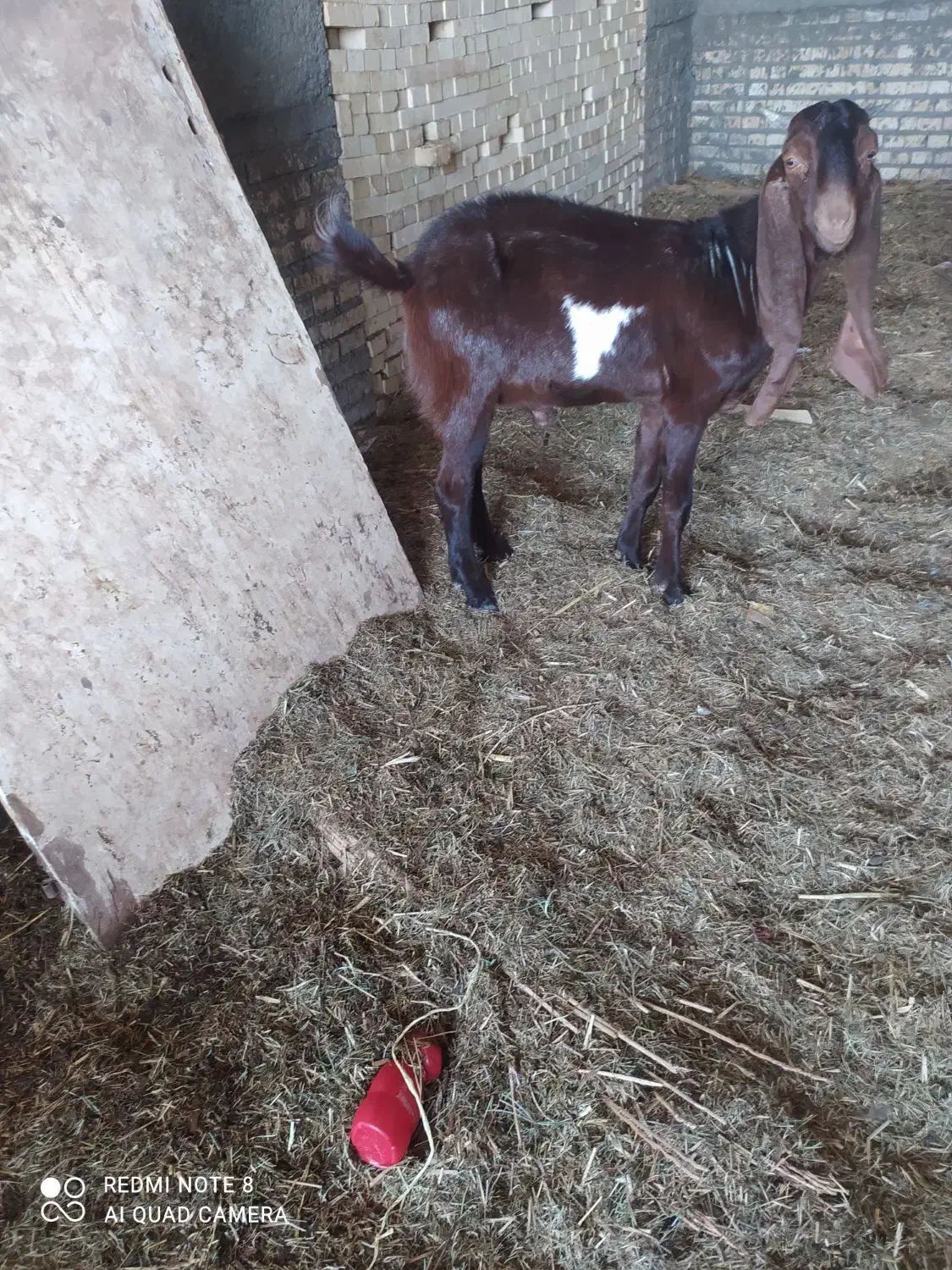 سلام سه نر|حیوانات مزرعه|خرمشهر, |دیوار