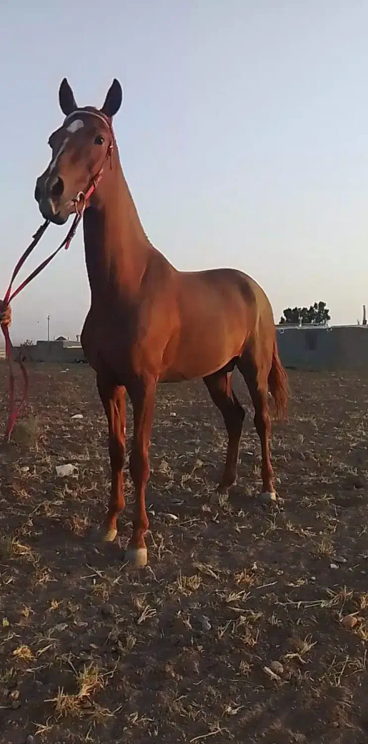 اسب ترکمن اصیل نریان مدرک دار|اسب و تجهیزات اسبسواری|سبزوار, قصبه شرقی|دیوار