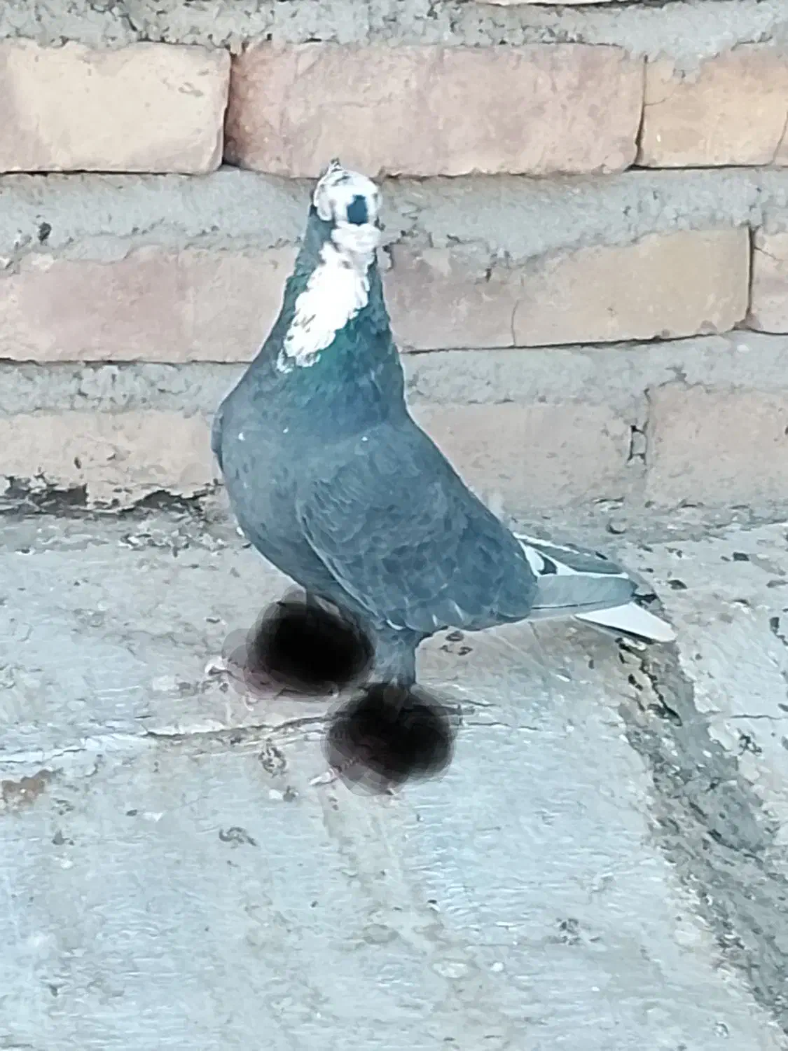 نر عتیقه|پرنده|ایرانشهر, |دیوار