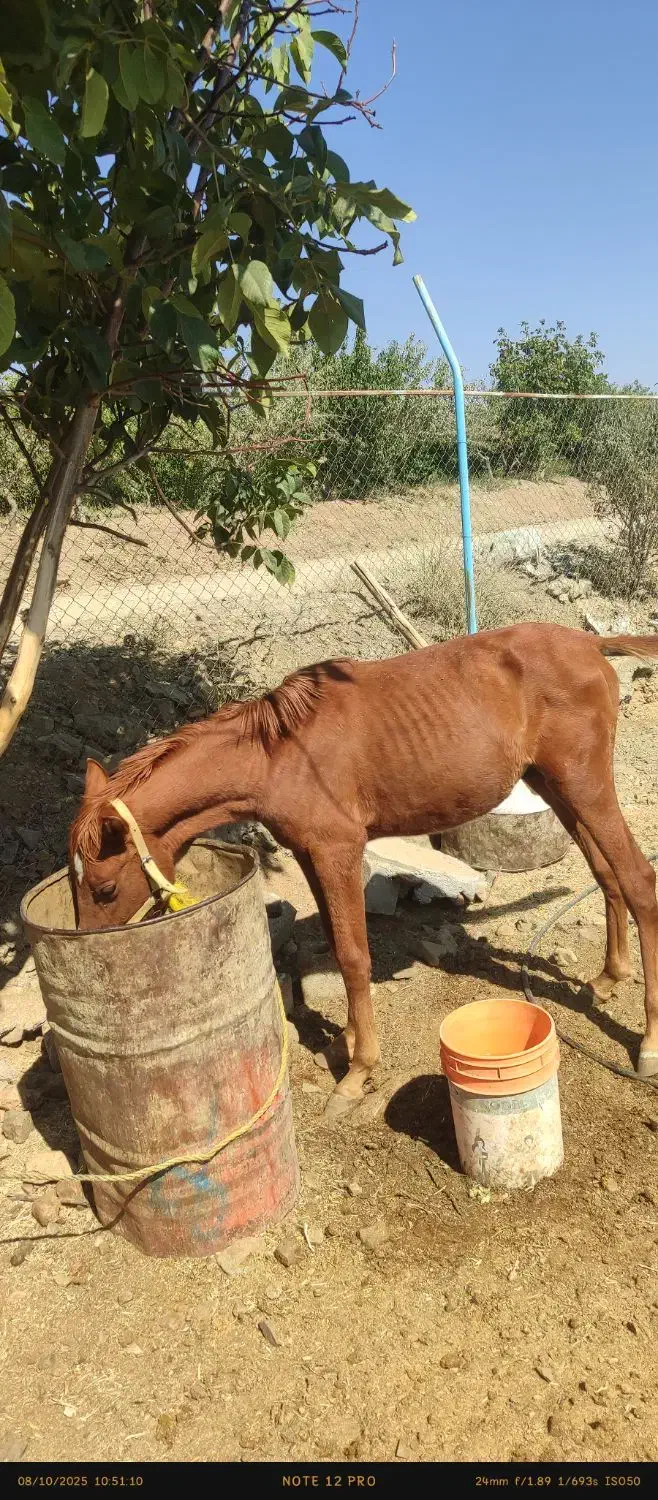 فروش مادیان وکره|اسب و تجهیزات اسبسواری|سامان, |دیوار