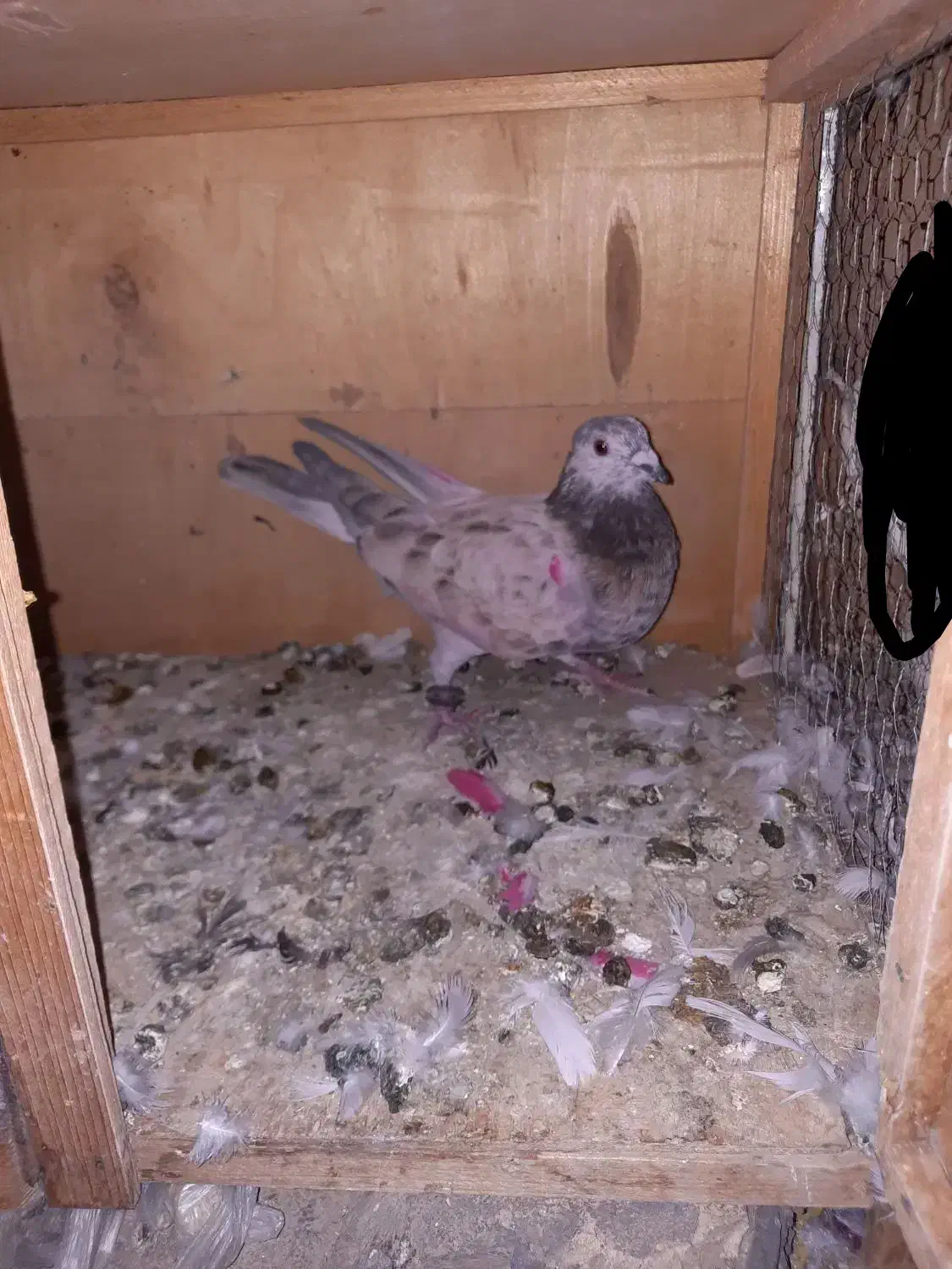 کفتر|پرنده|پاکدشت, پاکدشت (مامازند)|دیوار