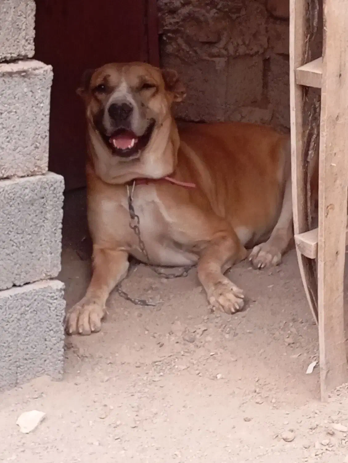 سگ افغان|سگ|سیرجان, |دیوار