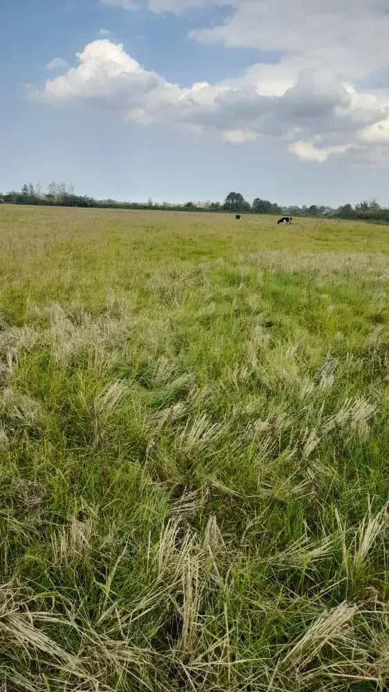 زمین سند دار شالیزار در رشت|فروش زمین و ملک کلنگی|رشت, سیا اسطلخ|دیوار