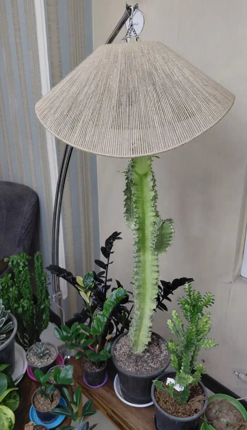 آباژور با لامپ رشد گیاه|چراغ خواب و آباژور|کرج, باغستان|دیوار