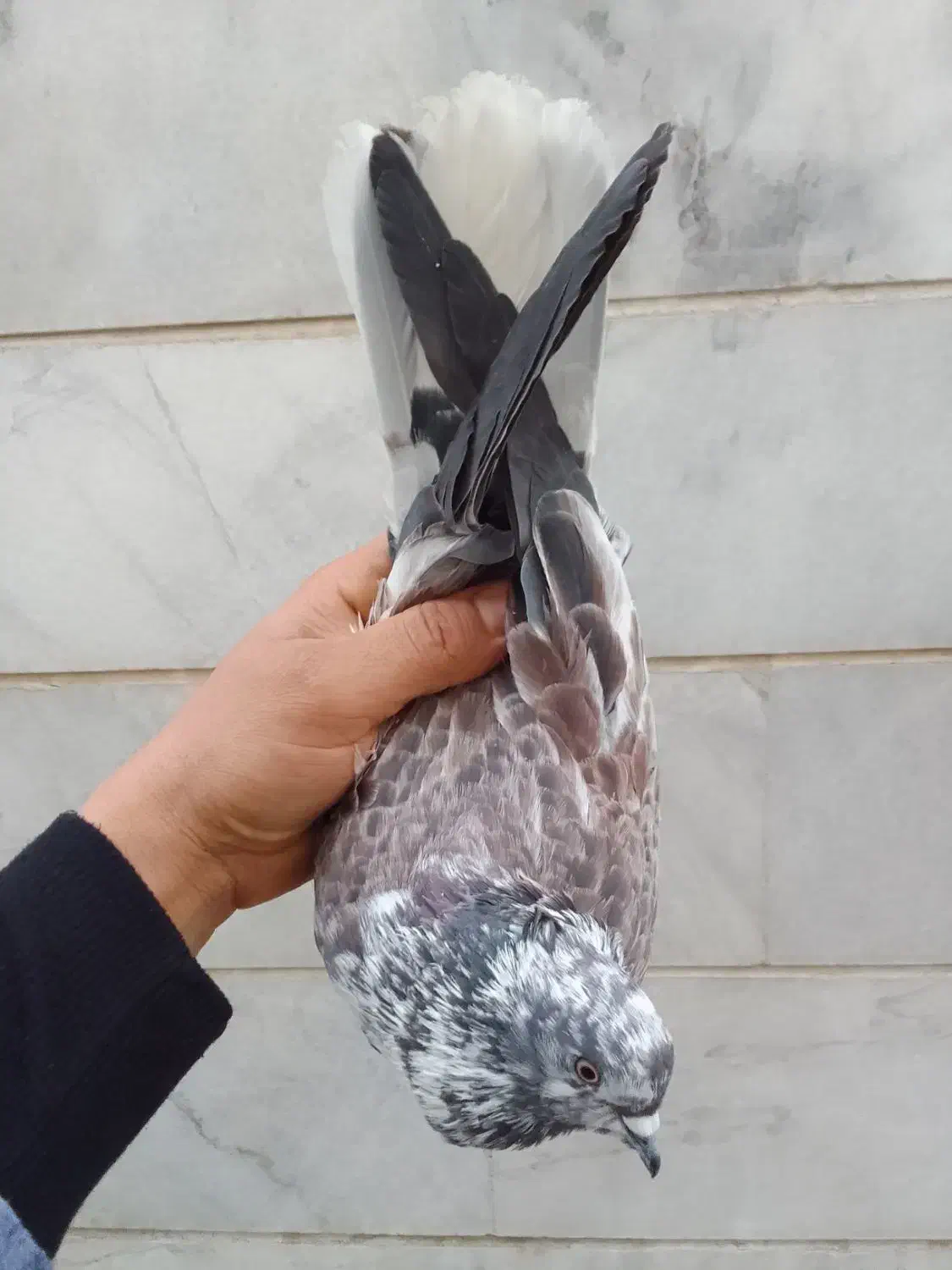 کبوتر پرشی بشرط|پرنده|ری, صالحآباد شرقی|دیوار