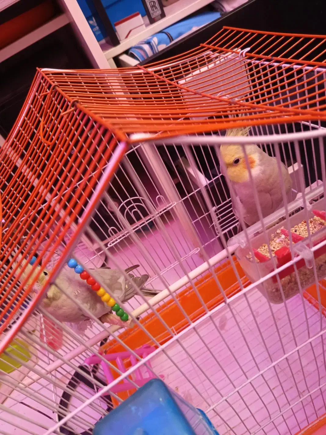 عروس هلندی‌های سرحال به فروش می‌رسد نر و ماده|پرنده|کهریزک, |دیوار