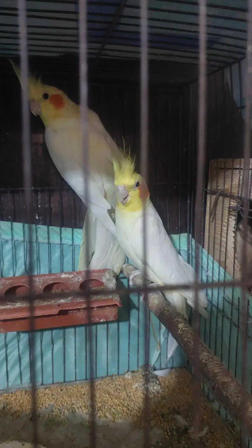 جفت عروس هلندی بالغ|پرنده|رشت, حسین آباد|دیوار