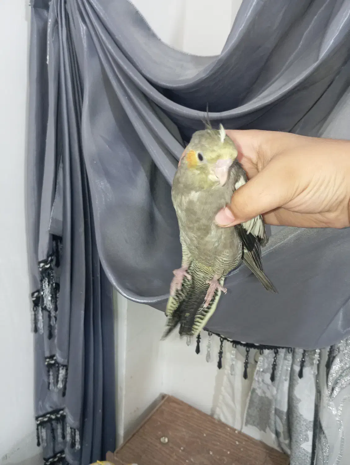 عروس هلندی|پرنده|نورآباد, |دیوار