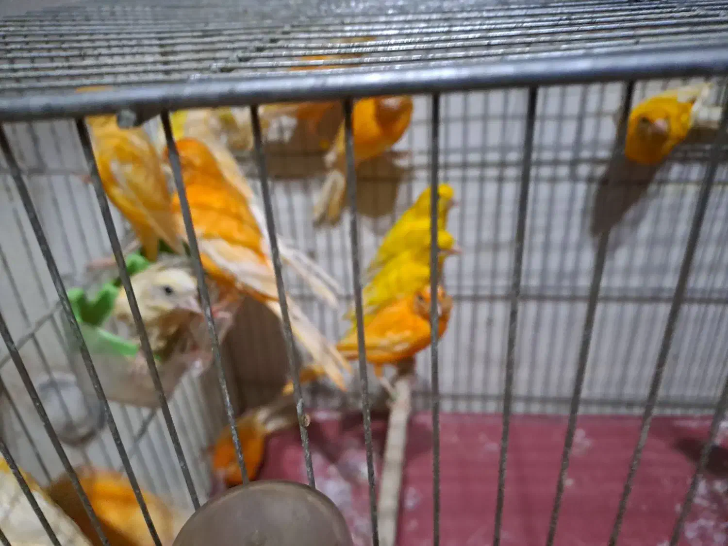 عروس هلندی  و قناری|پرنده|ابریشم, |دیوار