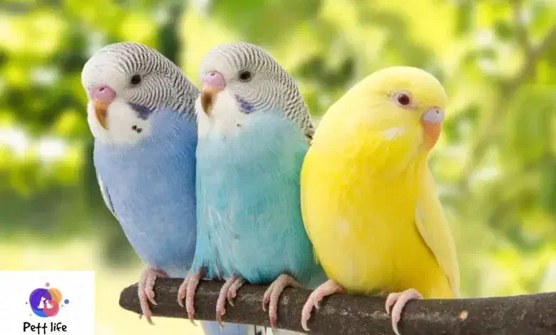 مرغ عشق|پرنده|مراغه, |دیوار