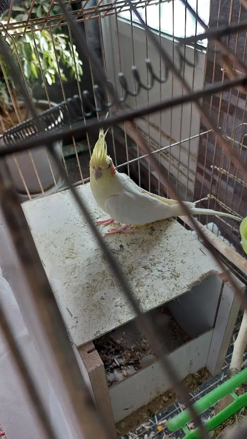 جفت عروس روی تخم|پرنده|کرمان, |دیوار