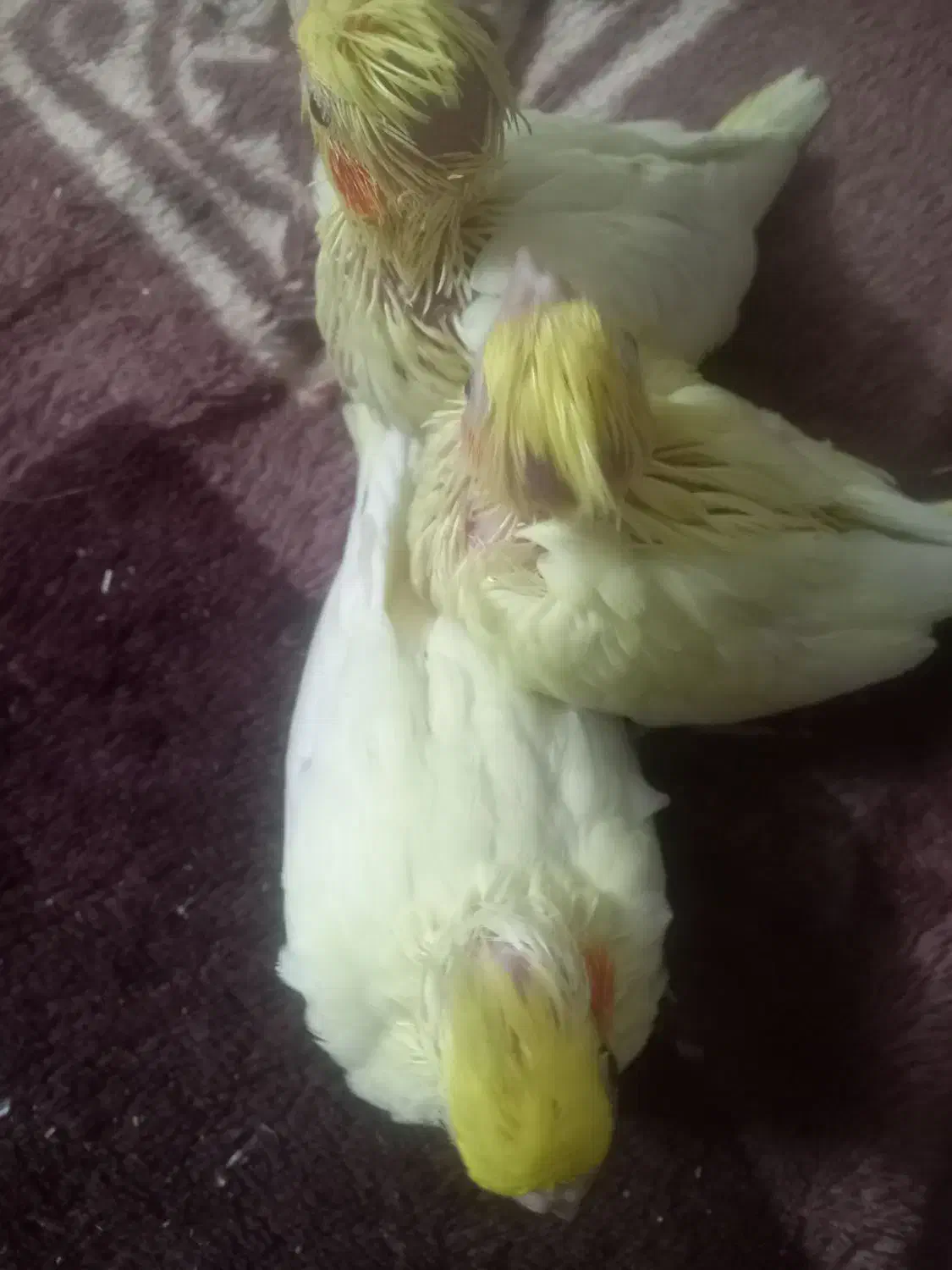 جوجه عروس هلندی|پرنده|قرچک, مهدیه|دیوار