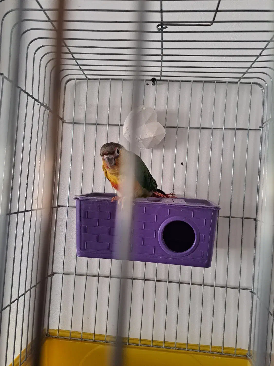 جوجه گرینچیک|پرنده|قدس, شهرقدس|دیوار