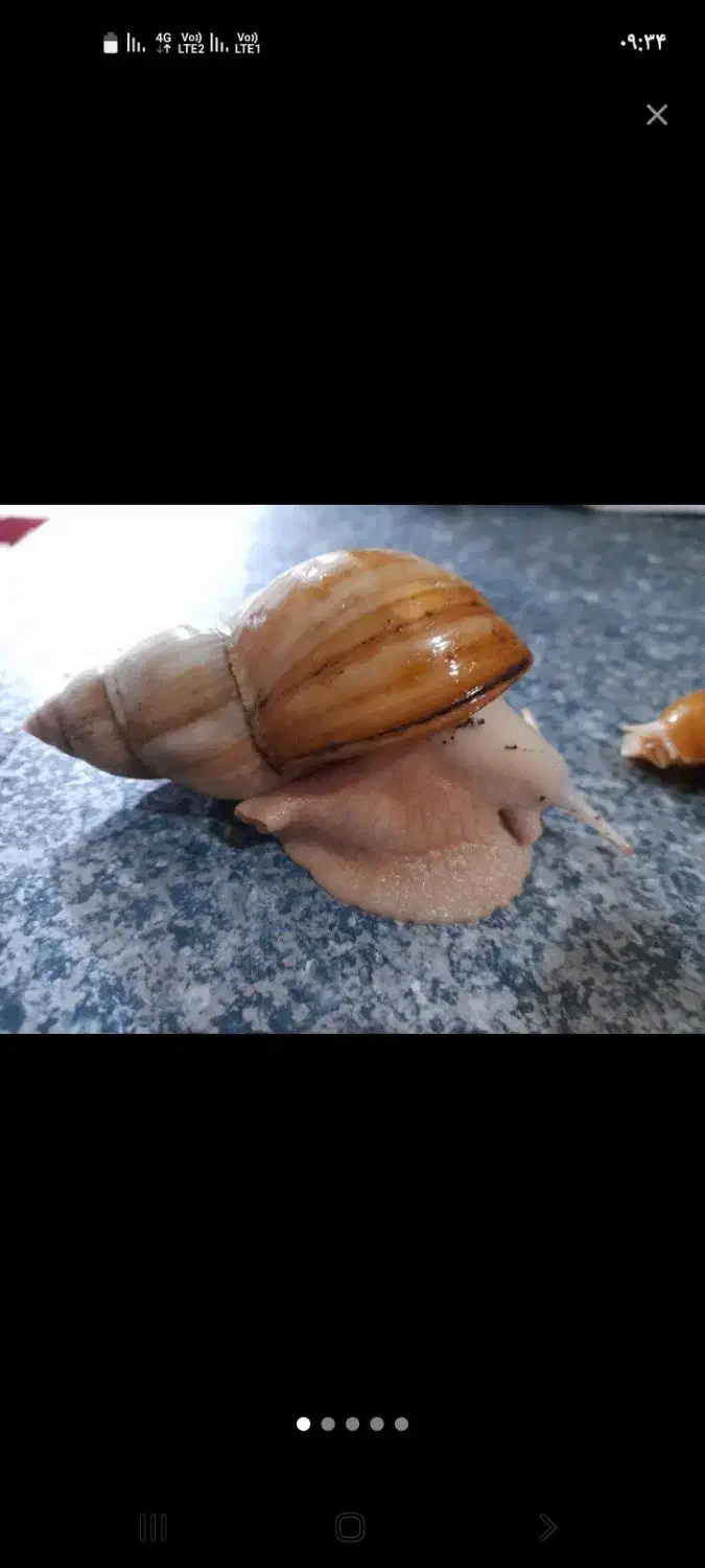 فروش حلزون مولد و بچه حلزون 5ماه و 3ماه|خزنده|الوند, |دیوار