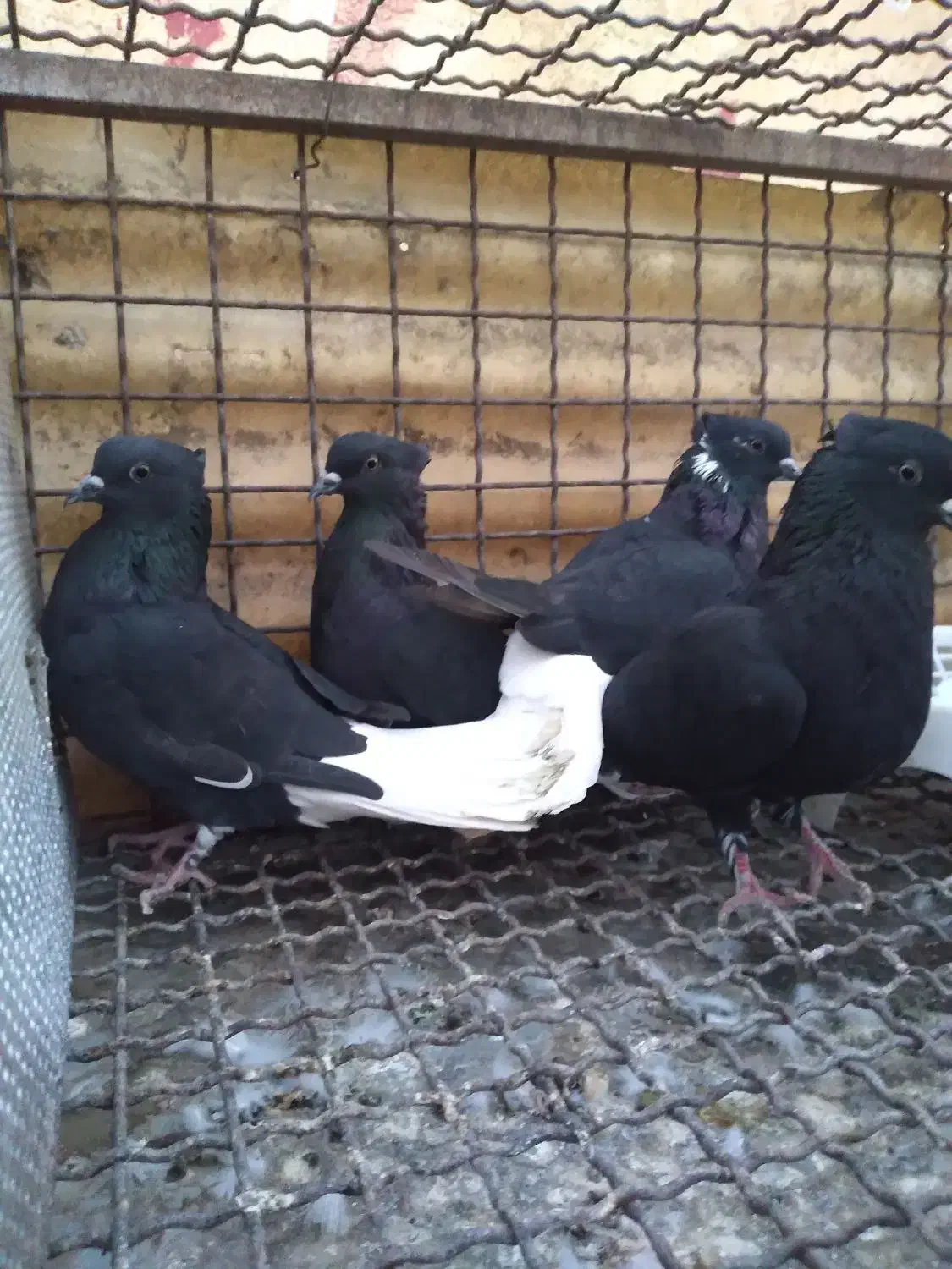 کبوتر اشعل|پرنده|اهواز, کوی مهدیس|دیوار