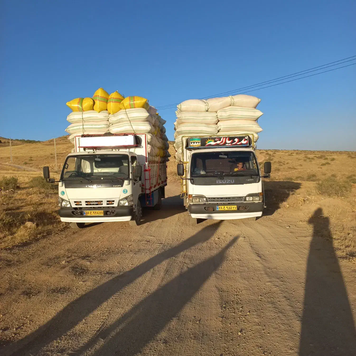 کاه دیم نرم ودرجه یک،تحویل درمحل|حیوانات مزرعه|تکاب, |دیوار