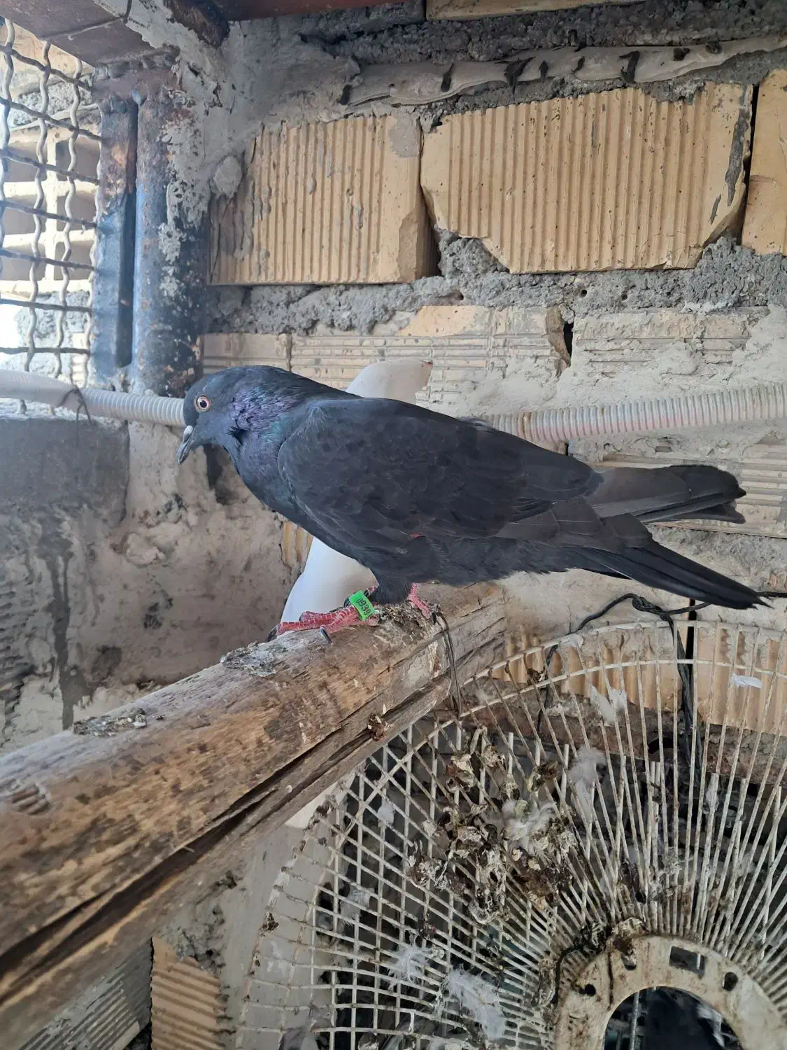 لوت و گرگی سبز|پرنده|بندر ماهشهر, |دیوار