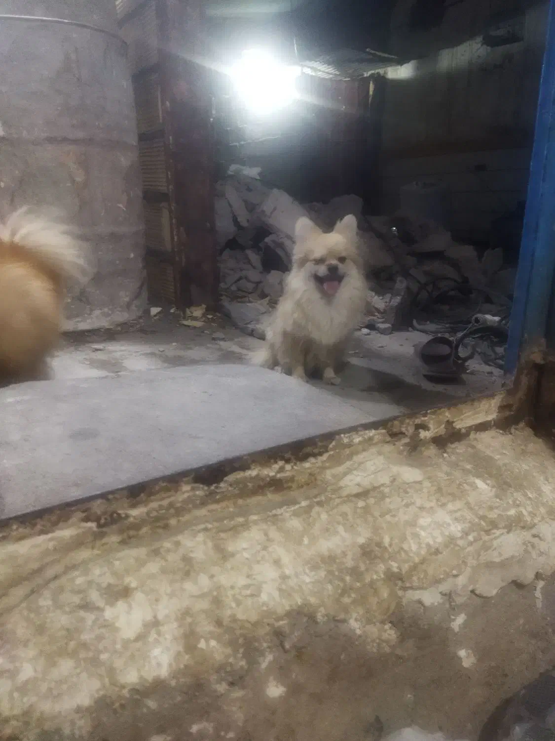 سگ باهوش|سگ|جیرفت, |دیوار