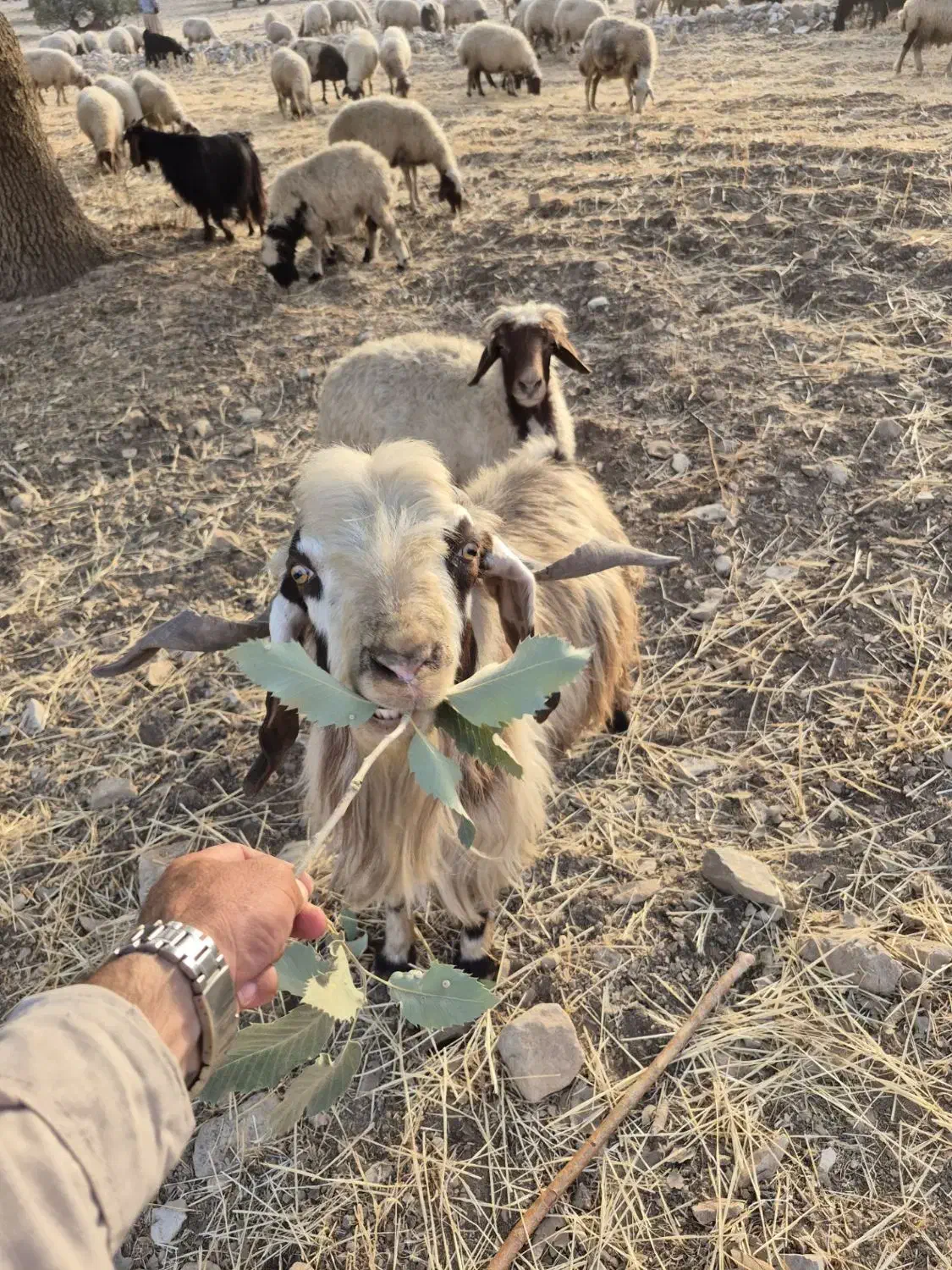 ساورن|حیوانات مزرعه|ایوان, |دیوار