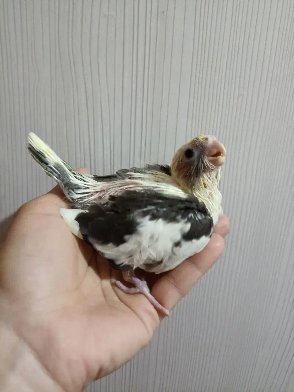 جوجه عروس هلندی سرلاکی|پرنده|تهران, تولید دارو|دیوار