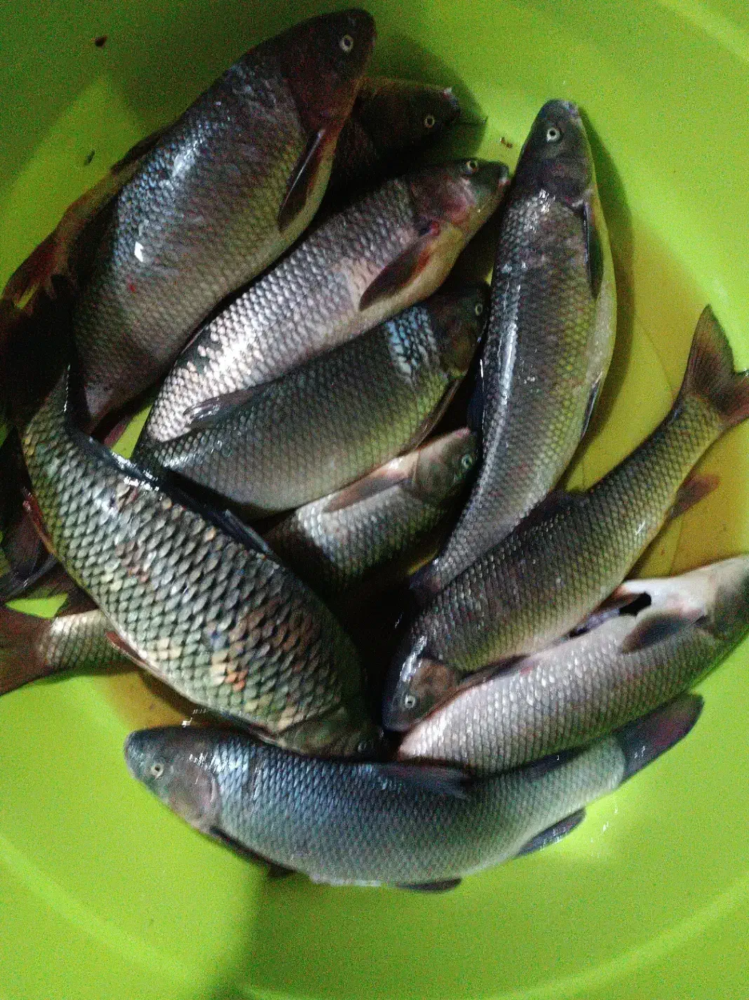 ماهی|ماهی|مرند, |دیوار