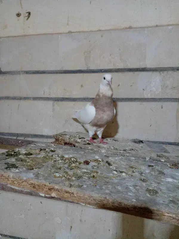 طوقی ماده|پرنده|ایذه, |دیوار