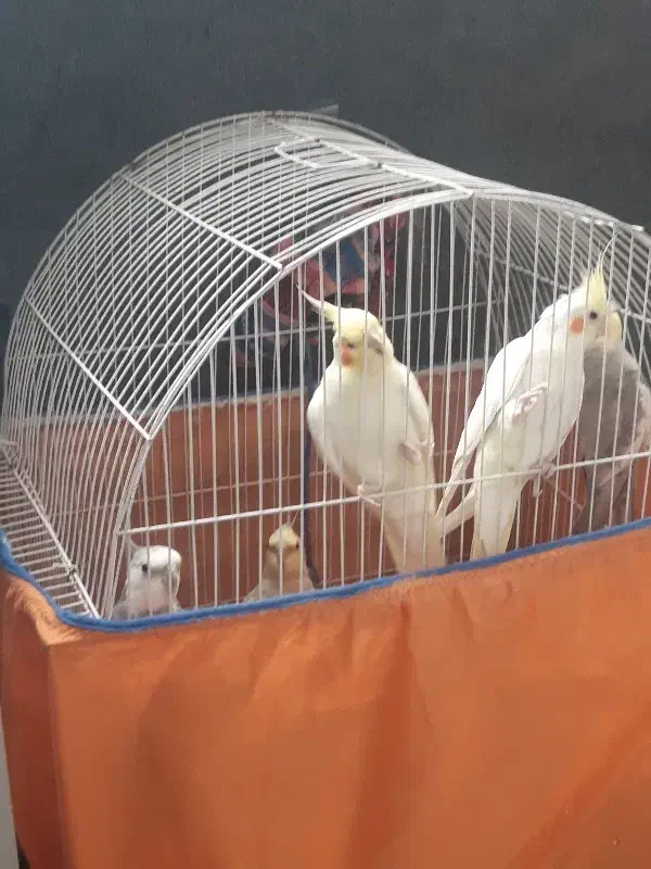 تعداد ۵عددپرنده عروس هلندی فروشی|پرنده|تهران, بازار|دیوار