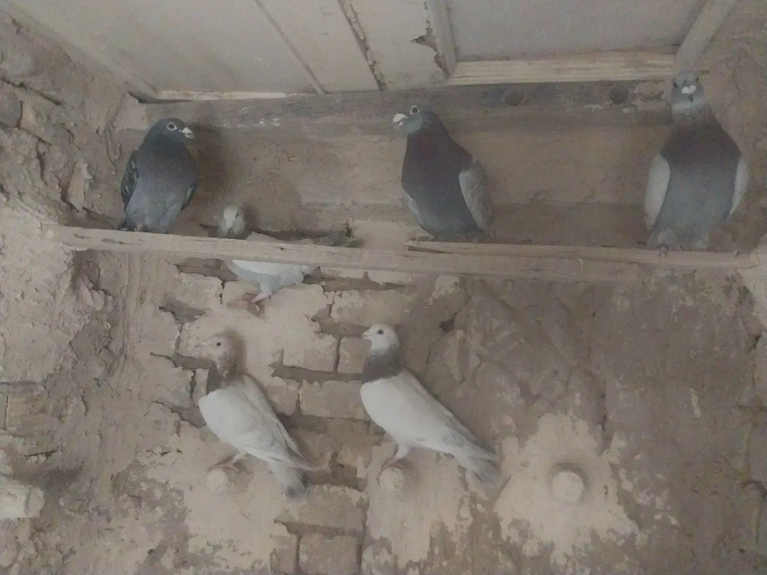 ۷ عدد پرنده هوایی|پرنده|بردسکن, |دیوار