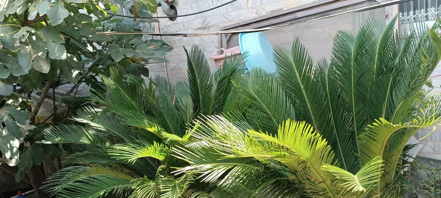 سیکاس بزرگ|گل و گیاه طبیعی|بندر انزلی, شالیور|دیوار