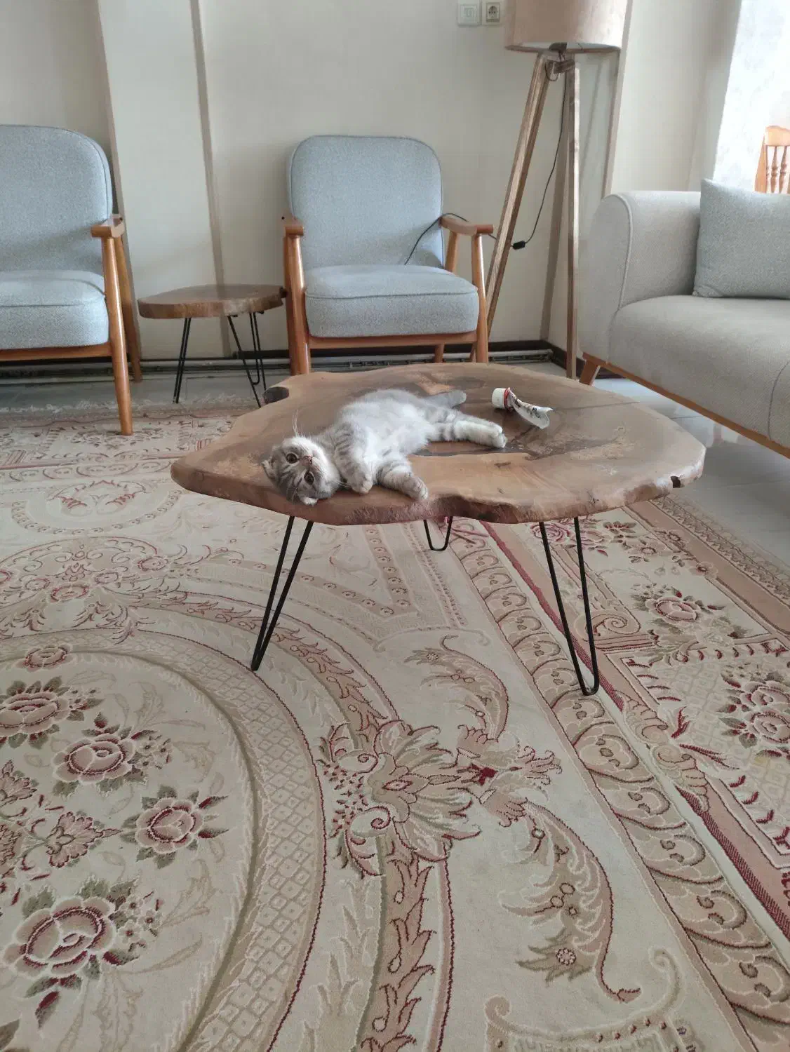 همخانه|اجارهٔ آپارتمان|مشهد, آزادشهر|دیوار