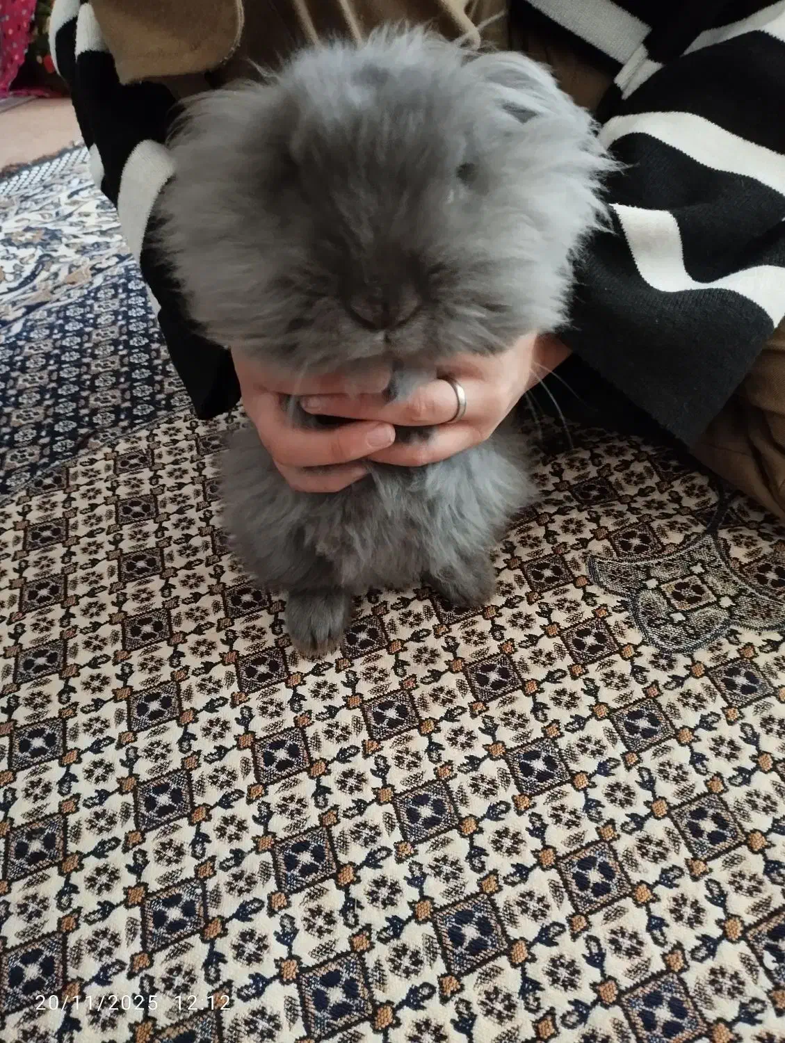 خرگوش لوپ|موش و خرگوش|ارومیه, |دیوار