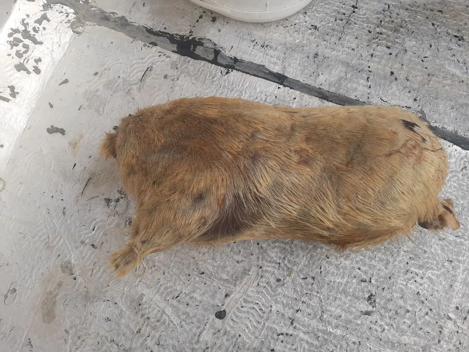 خیک|کلکسیون و سرگرمی|دزفول, |دیوار