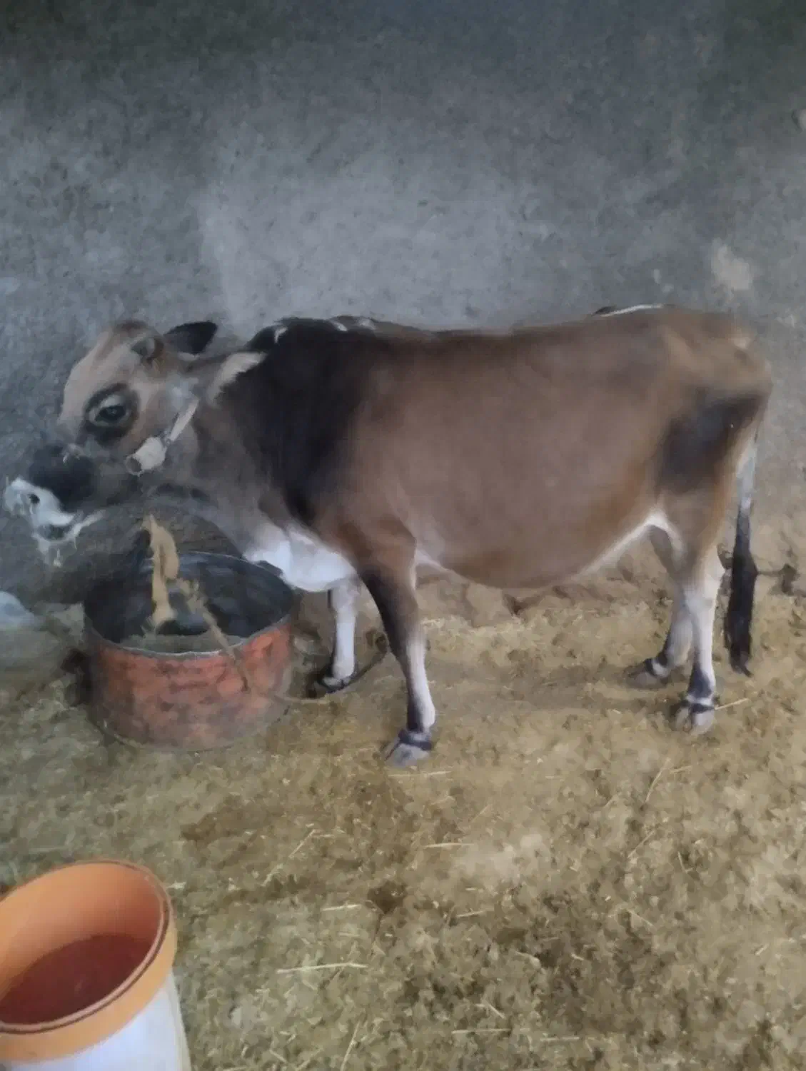 گاو 7ماه حامله|حیوانات مزرعه|اندیکا, |دیوار