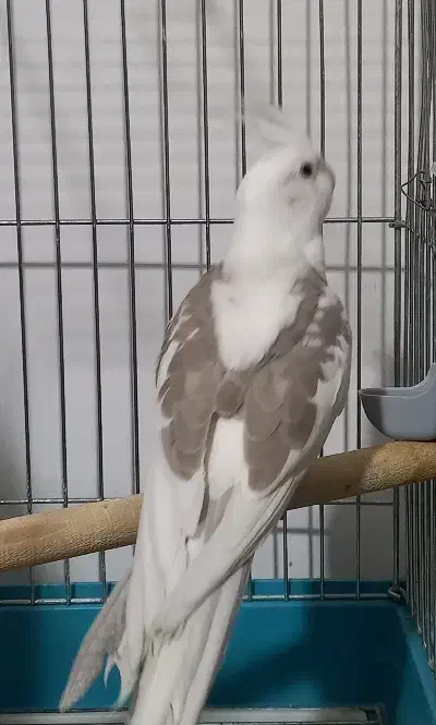 عروس هلندی|پرنده|محمدشهر, محمدشهر|دیوار