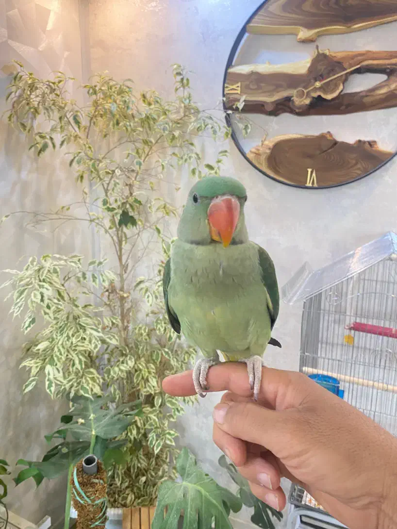 شاه طوطی دستی و آرام و جوان زیبا|پرنده|شیراز, ارم|دیوار