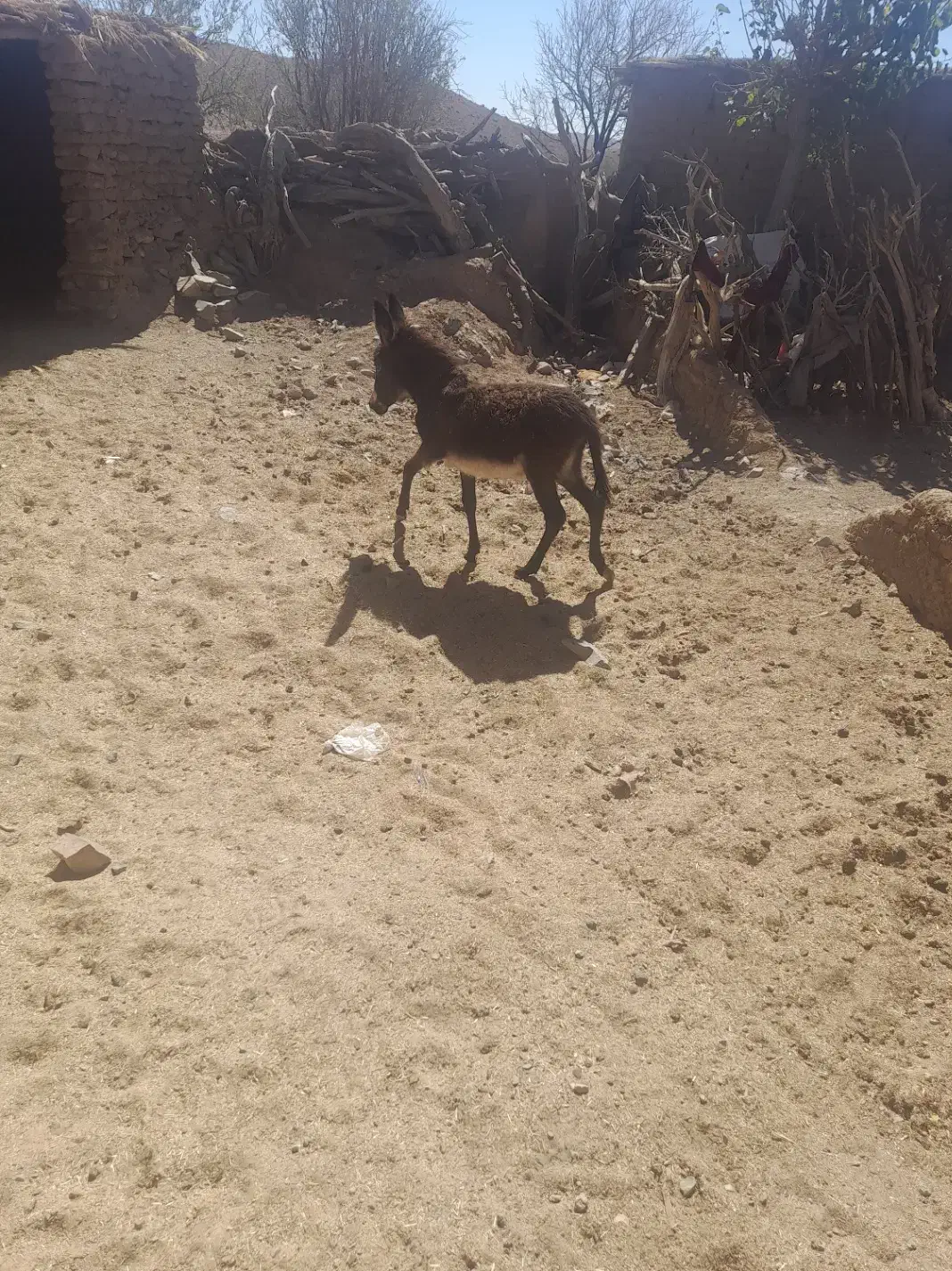 کره الاغ|حیوانات مزرعه|سبزوار, رضوی|دیوار